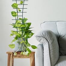 tuteur plante grimpante