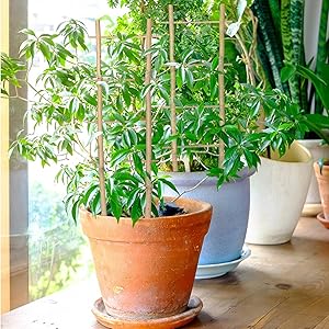 Aide à la croissance des plantes