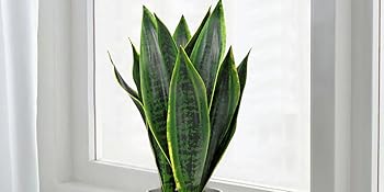 Sansevieria Plante artificielle en pot en céramique Petite plante d'intérieur Serpent artificiel 