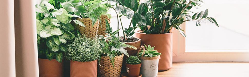 Grille pour plantes