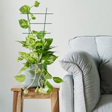 tuteur plante grimpante