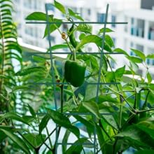 support plante