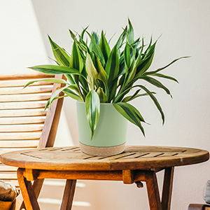 plant pot