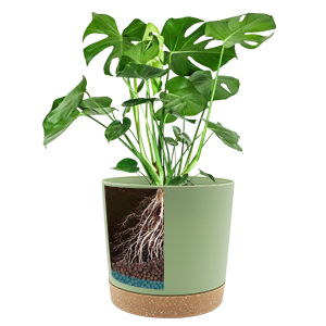 plant pot