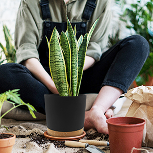 plant pot